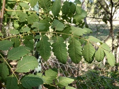 Koelreuteria paniculata