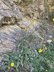 Helianthus occidentalis