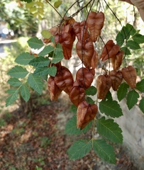 Koelreuteria paniculata