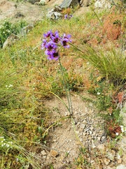 Leucocoryne purpurea