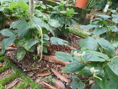 Vigna unguiculata sesquipedalis