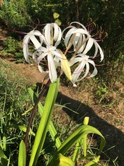 Crinum