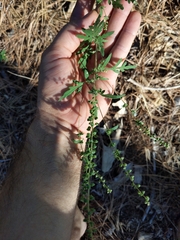 Ambrosia artemisiifolia