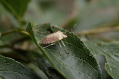 Acanthosomatidae