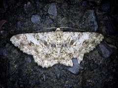 Racotis boarmiaria japonica