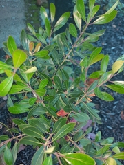 Ilex glabra