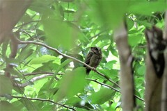 Otus lempiji