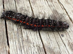 Acronicta menyanthidis