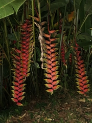 Heliconia rostrata