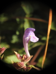 Scutellaria alpina
