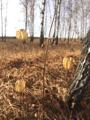 Lilium martagon pilosiusculum
