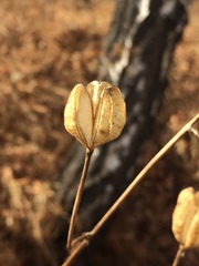 Lilium martagon pilosiusculum