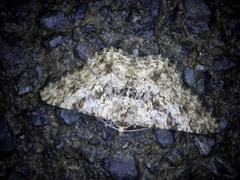 Racotis boarmiaria japonica