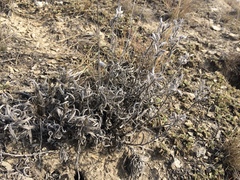 Onosma simplicissima