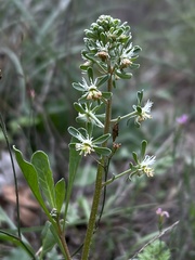 Reseda phyteuma