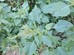 Amaranthus viridis