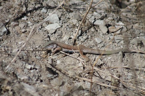 Sack's Giant Whiptail Lizard