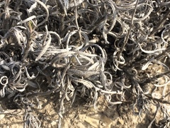 Onosma simplicissima