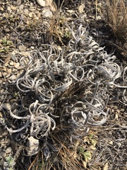 Onosma simplicissima