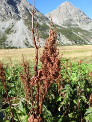 Rumex alpinus