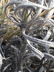 Onosma simplicissima