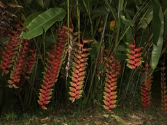 Heliconia rostrata