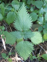 Urtica pilulifera