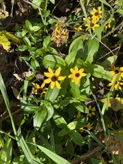 Rudbeckia triloba
