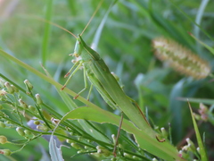 Neoconocephalus ensiger