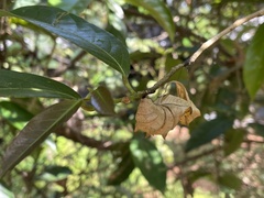 Troides minos
