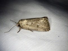 Spodoptera depravata