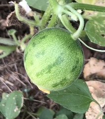 Cucumis