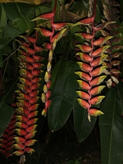 Heliconia rostrata