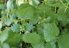 Urtica pilulifera