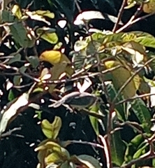 Thraupis sayaca