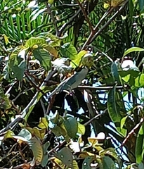 Thraupis sayaca