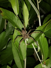 Heteropoda venatoria