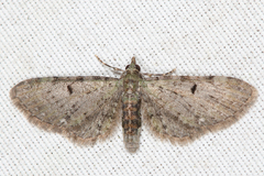 Eupithecia miserulata