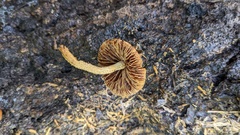 Flammulaster erinaceellus