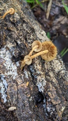 Flammulaster erinaceellus