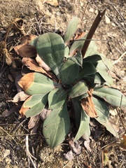 Goniolimon speciosum