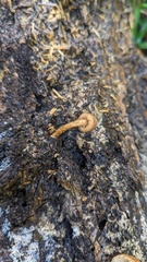 Flammulaster erinaceellus