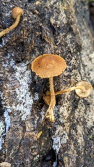 Flammulaster erinaceellus