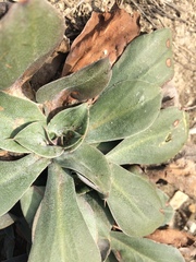 Goniolimon speciosum