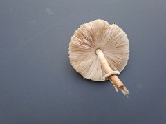 Macrolepiota mastoidea