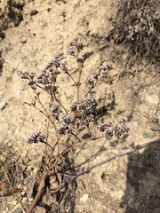 Goniolimon speciosum