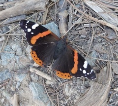 Vanessa atalanta