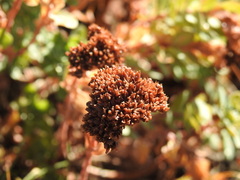 Hylotelephium anacampseros