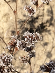 Goniolimon speciosum