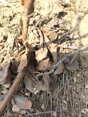 Goniolimon speciosum